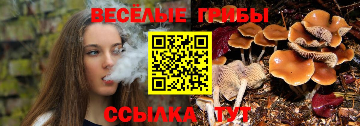 Псилоцибиновые грибы Psilocybine cubensis Горячий Ключ